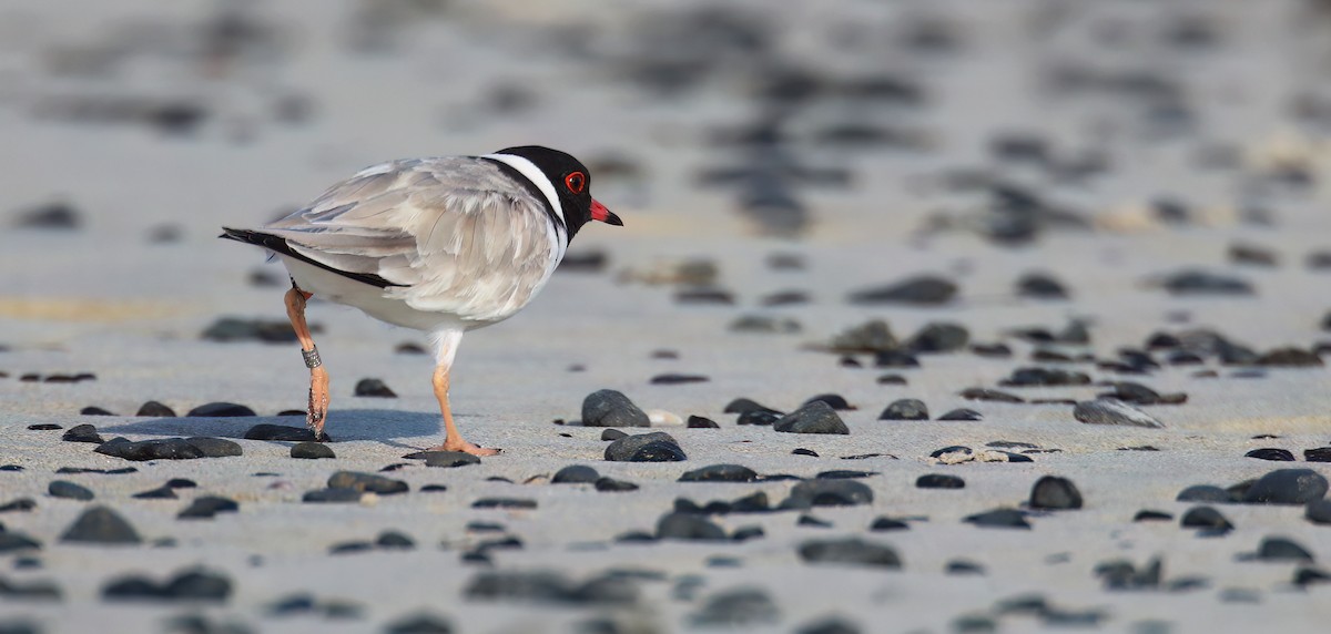 Kara Başlı Cılıbıt - ML646444397