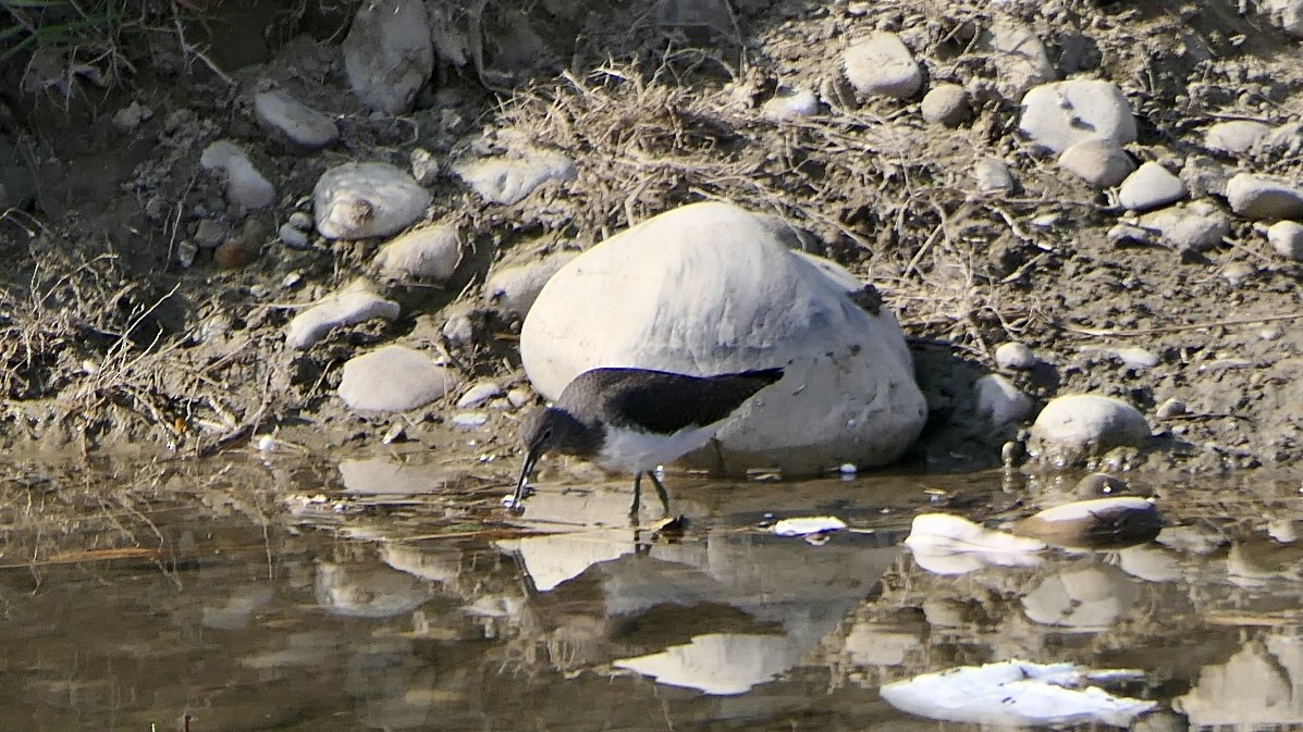 Yeşil Düdükçün - ML646444398