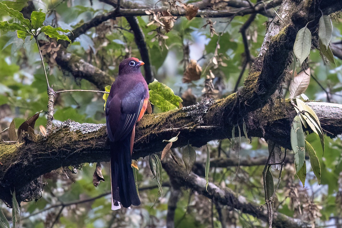 Ward's Trogon - ML646444399