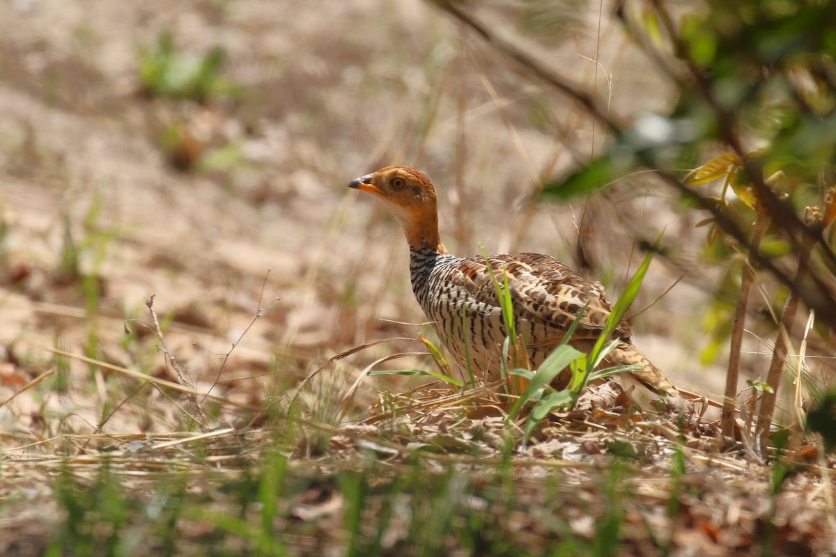 Sarı Başlı Turaç (coqui) - ML646444400