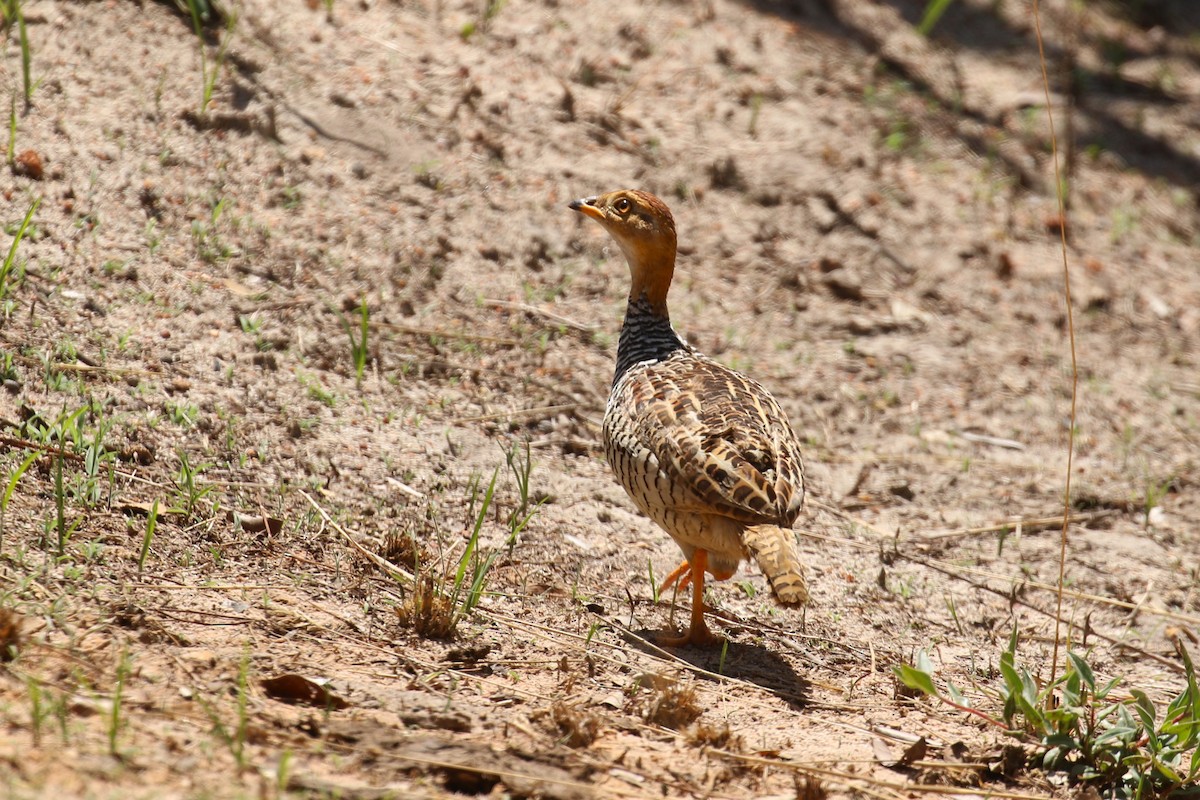 Sarı Başlı Turaç (coqui) - ML646444401
