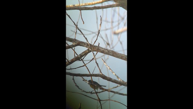 Sarı Gerdanlı Ötleğen - ML646444403