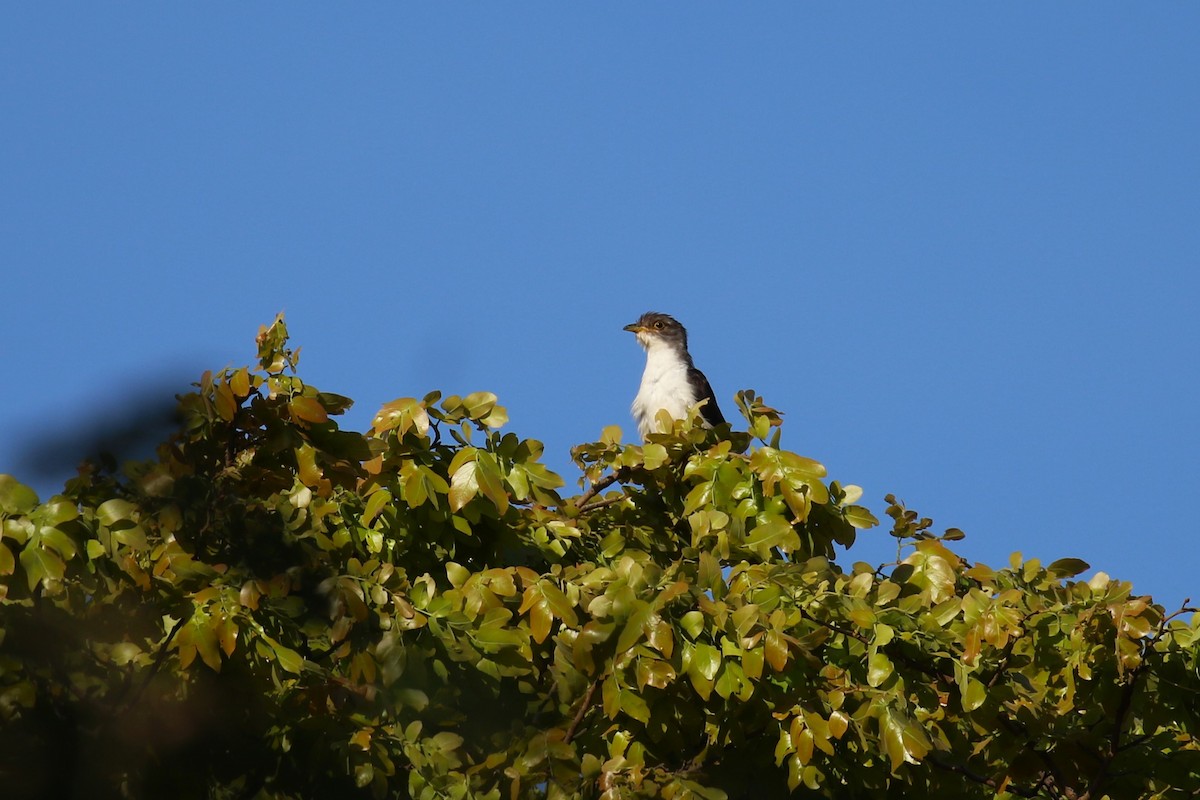 Kalın Gagalı Guguk - ML646444404