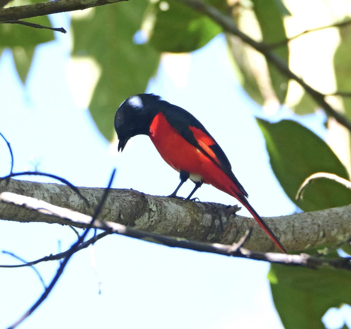 Kısa Gagalı Minivet - ML646444406