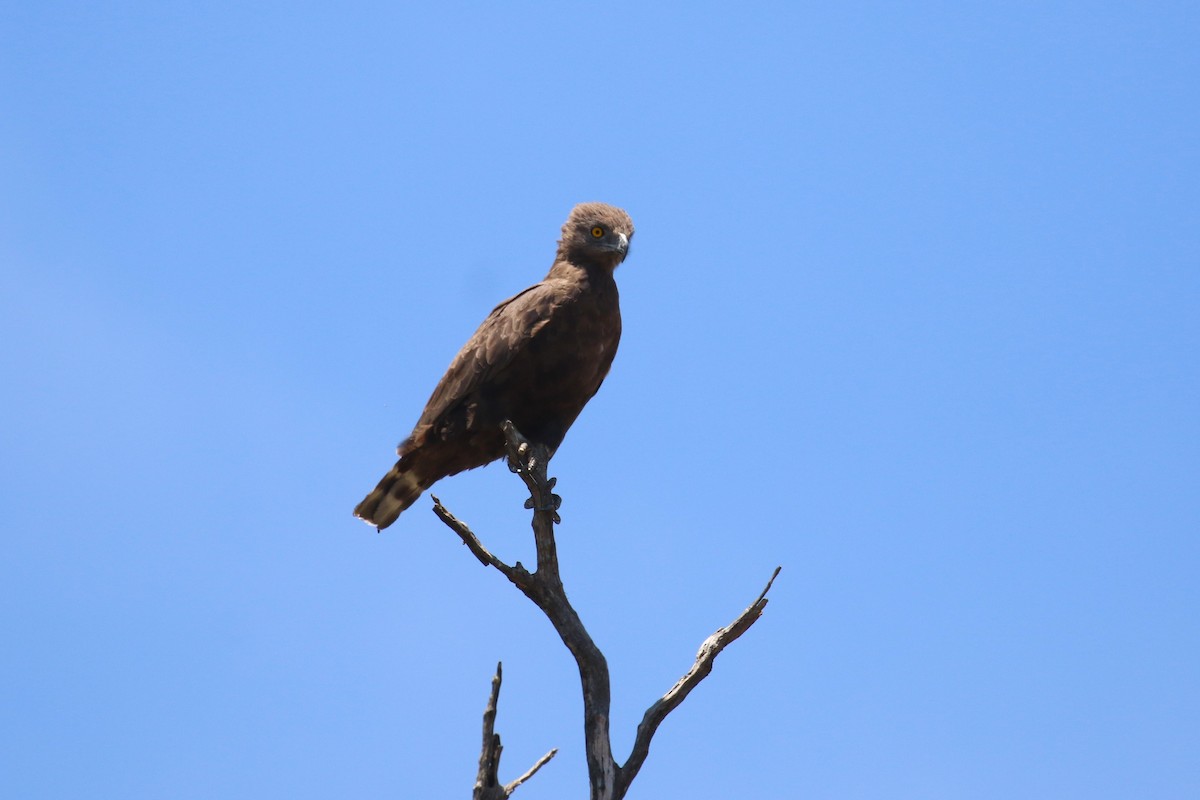 Kahverengi Yılan Kartalı - ML646444407