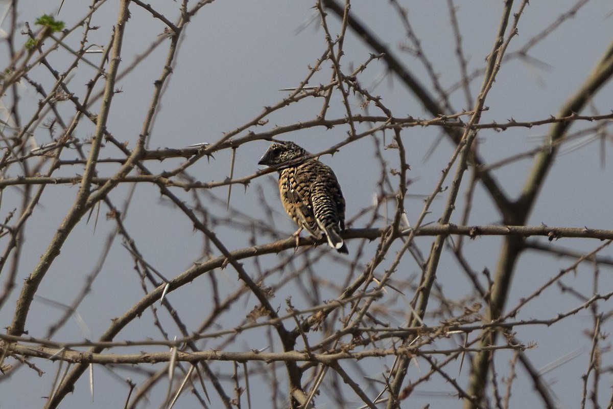 Kesikboyun Mumgagası - ML646444408