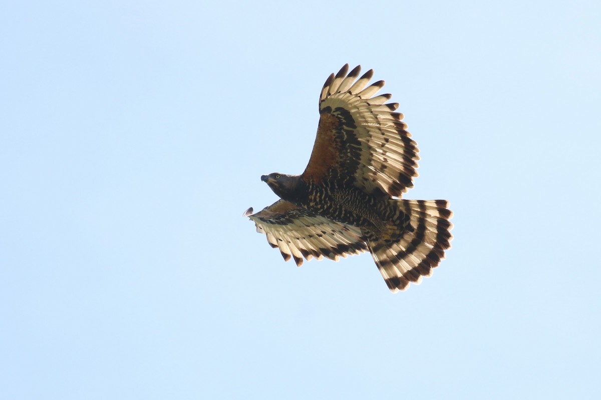 Taçlı Kartal - ML646444409