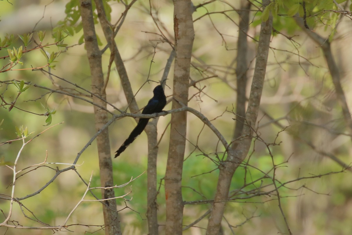 Orakgaga - ML646444411