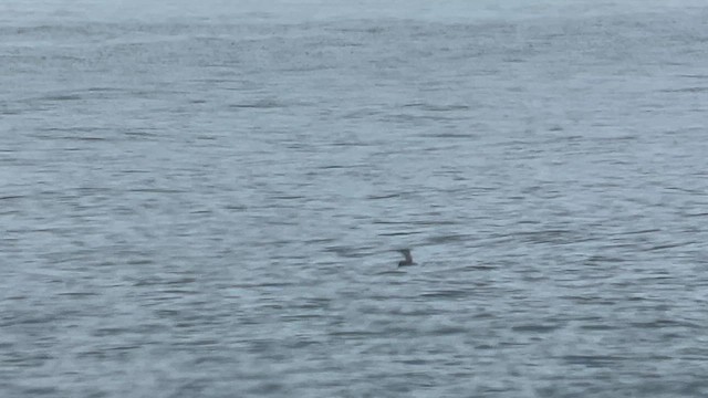 Kızıl Gerdanlı Dalgıç - ML646444412