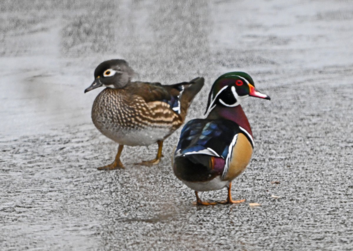 アメリカオシ - ML646444413