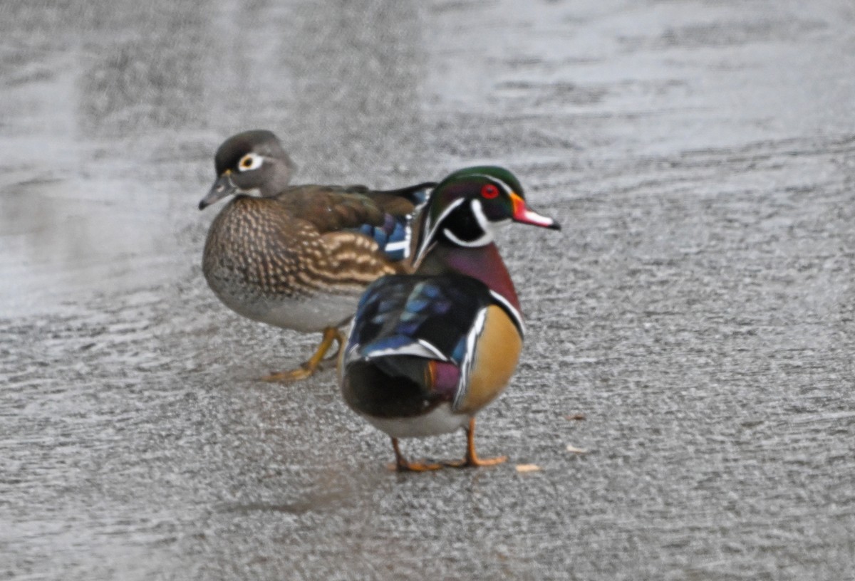 アメリカオシ - ML646444414