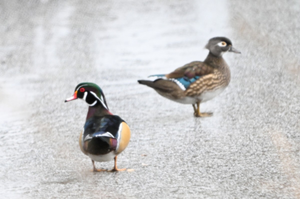 アメリカオシ - ML646444415