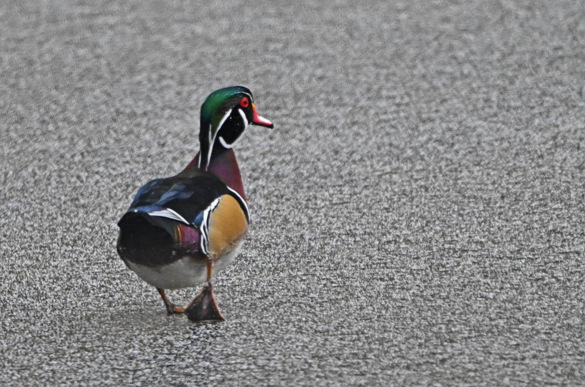 アメリカオシ - ML646444416