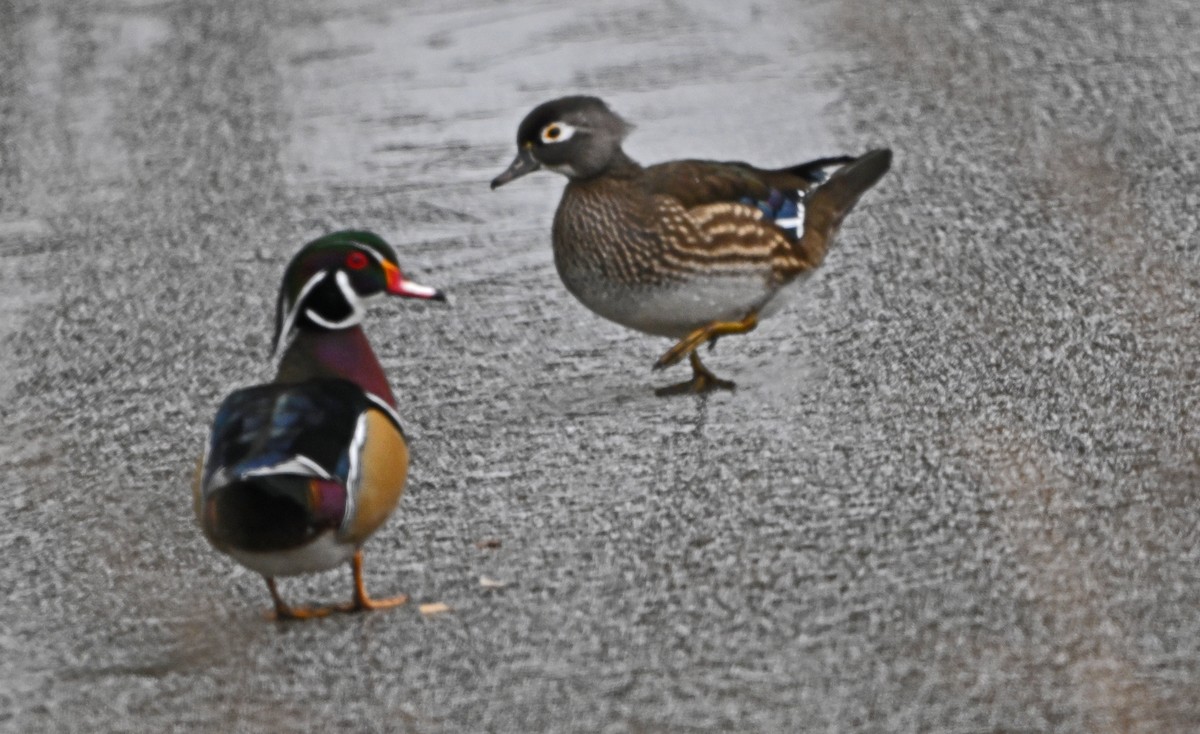 アメリカオシ - ML646444417