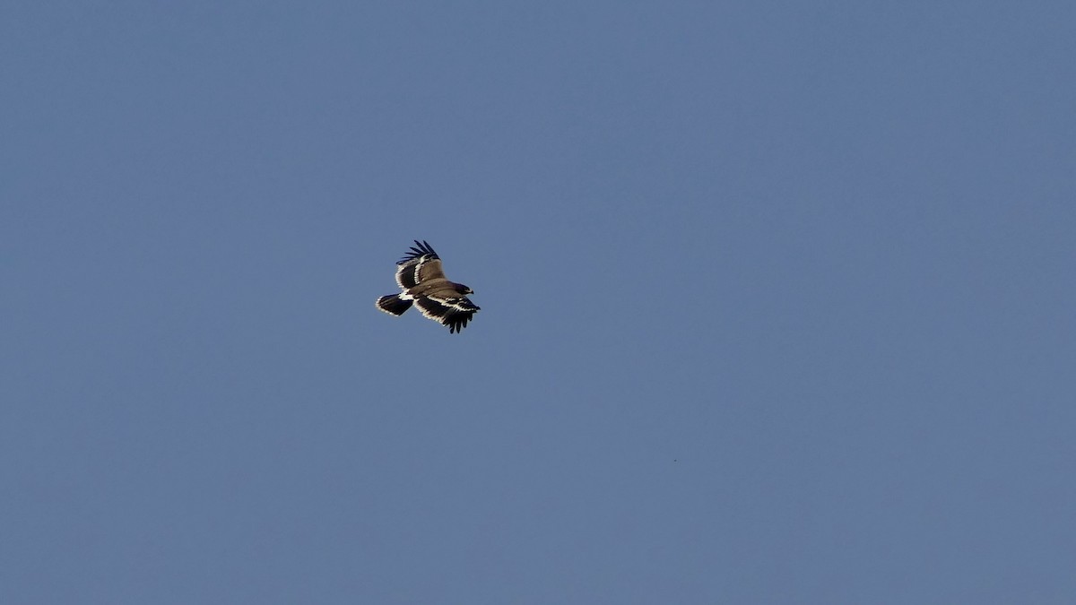 Bozkır Kartalı - ML646444418