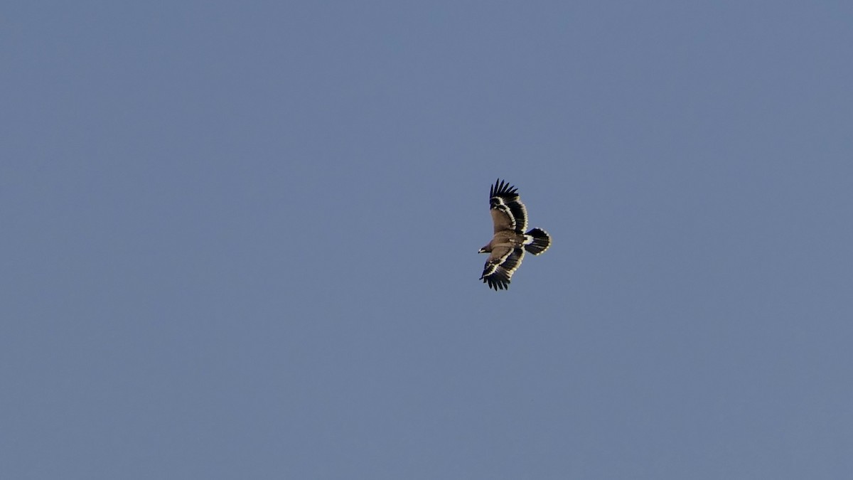 Bozkır Kartalı - ML646444419