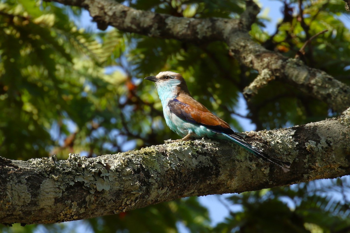 Raket Kuyruklu Gökkuzgun - ML646444421