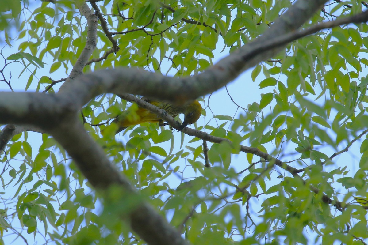 Eurasian Golden Oriole - ML646444423