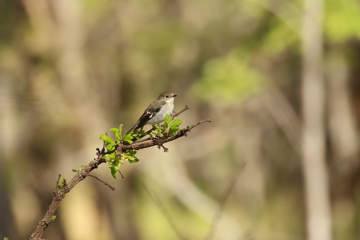 Semicollared Flycatcher - ML646444427