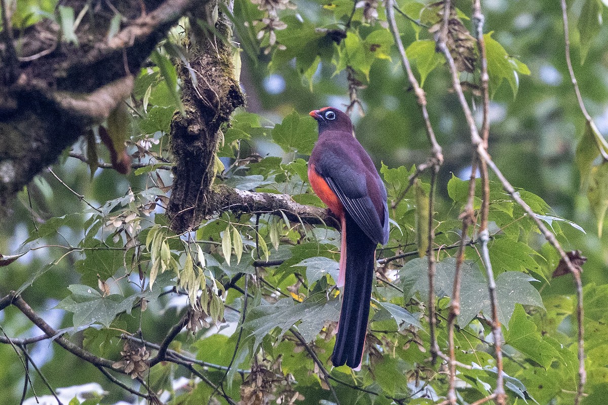 Ward's Trogon - ML646444428