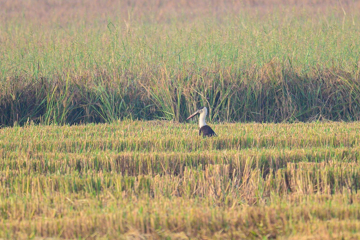 Asian Woolly-necked Stork - ML646444429