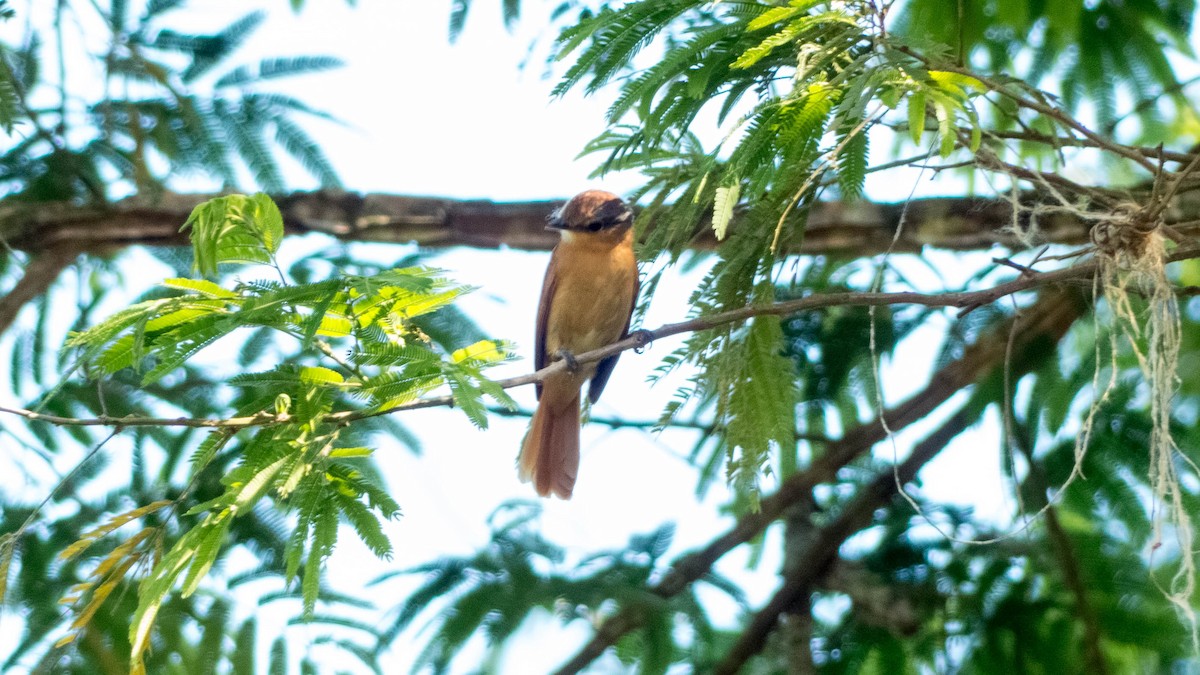 Anambé Castaño - ML646444431