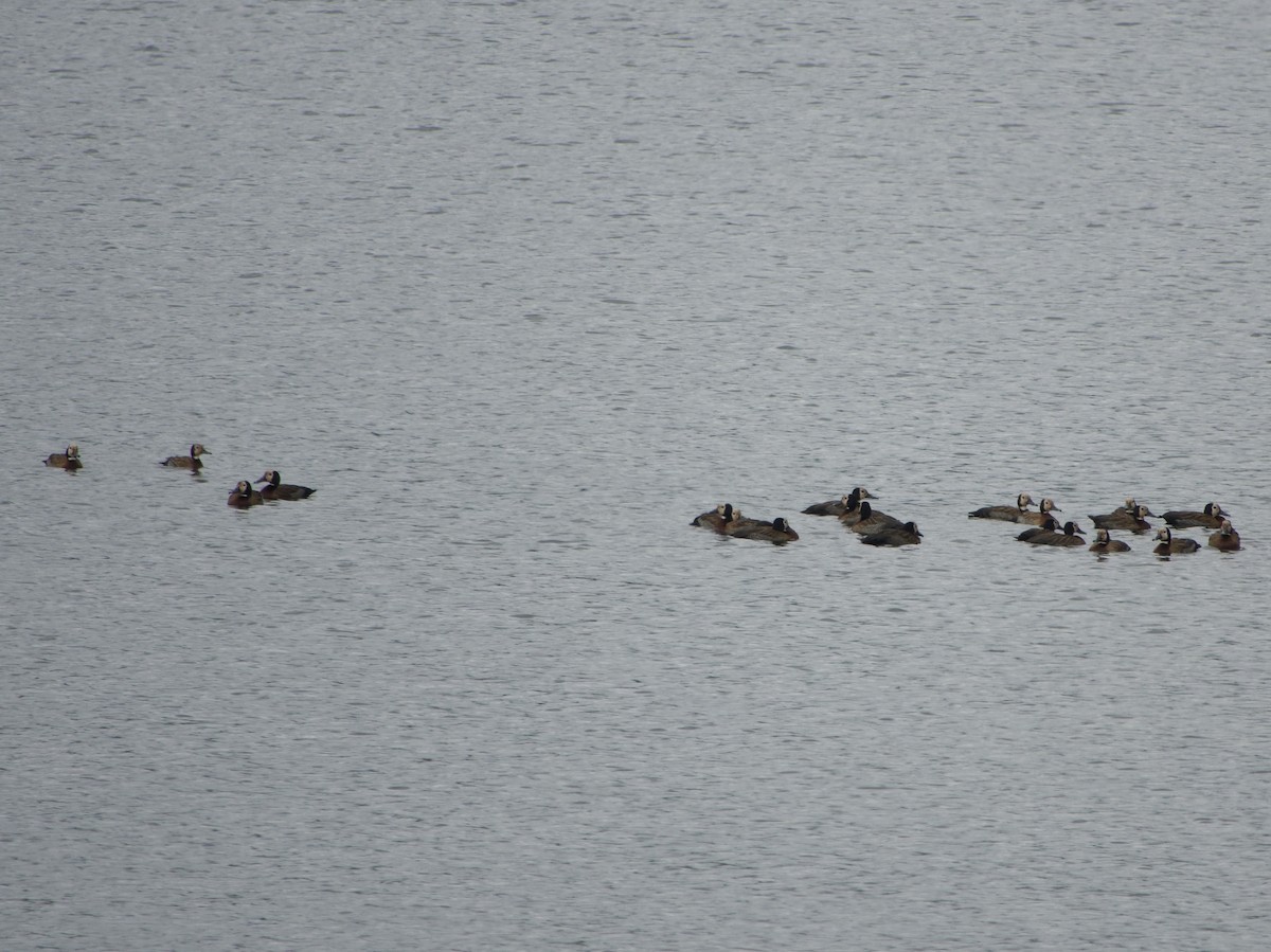White-faced Whistling-Duck - ML646444432