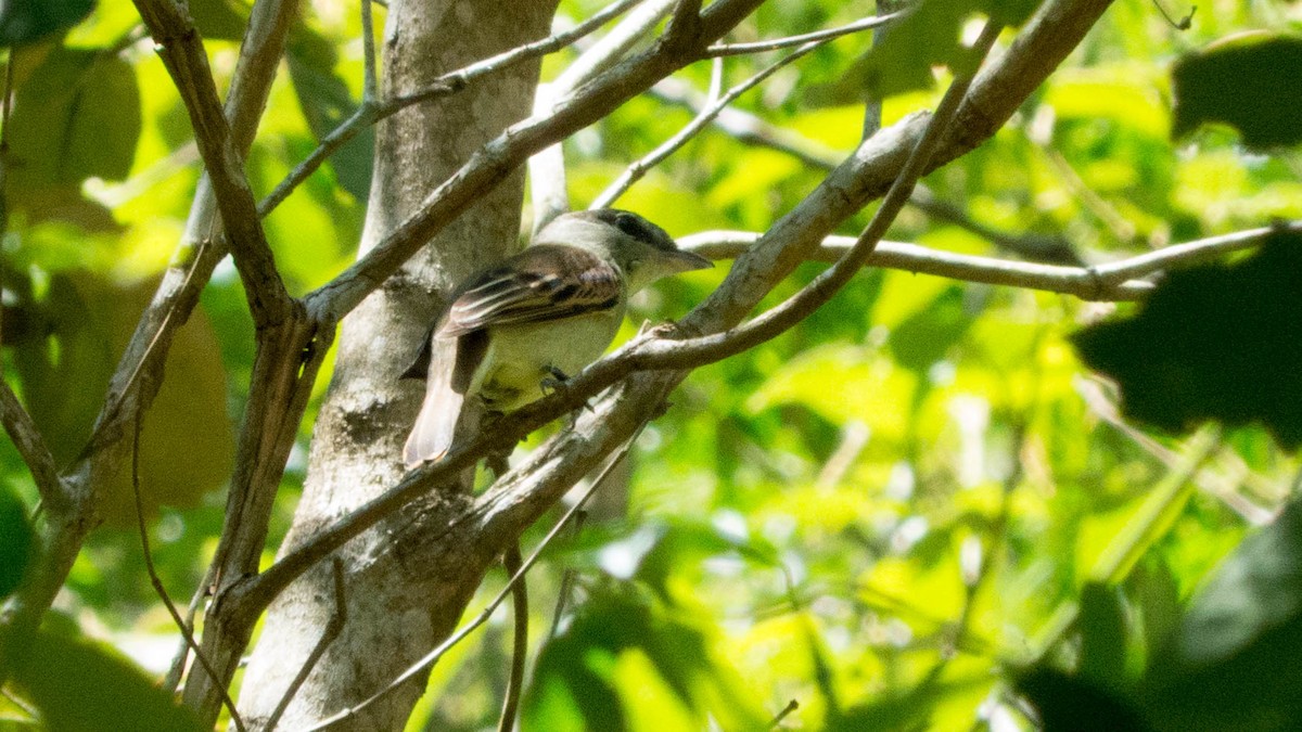 White-winged Becard - ML646444433