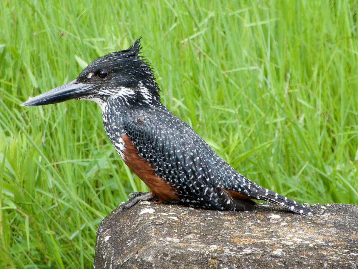 Giant Kingfisher - ML646444436