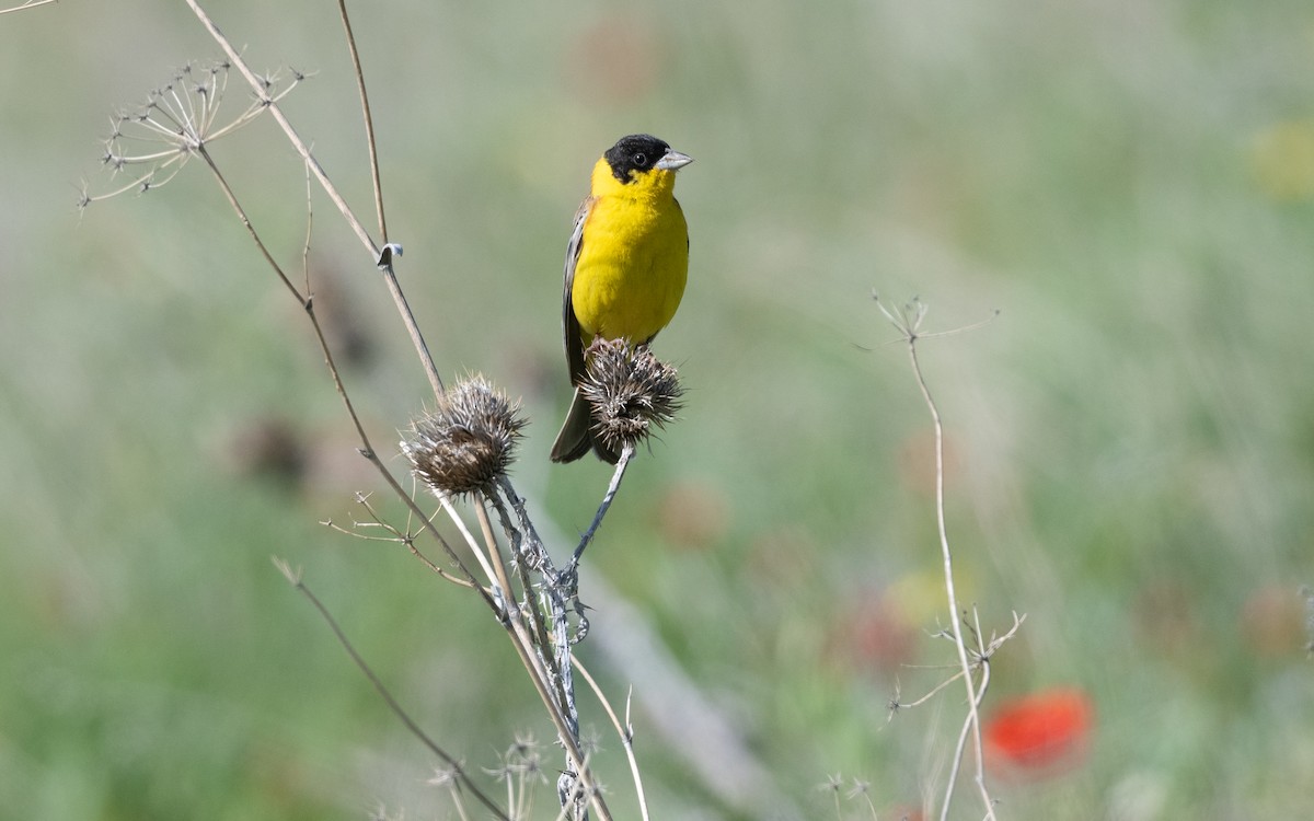 Escribano Cabecinegro - ML646444437