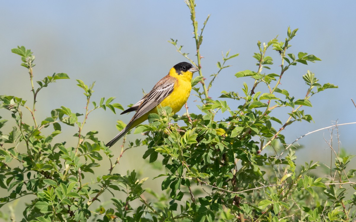 Escribano Cabecinegro - ML646444438