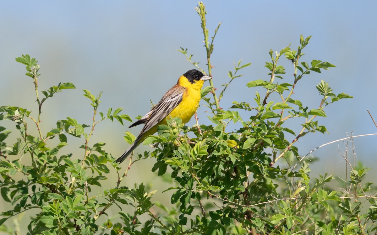 Escribano Cabecinegro - ML646444439