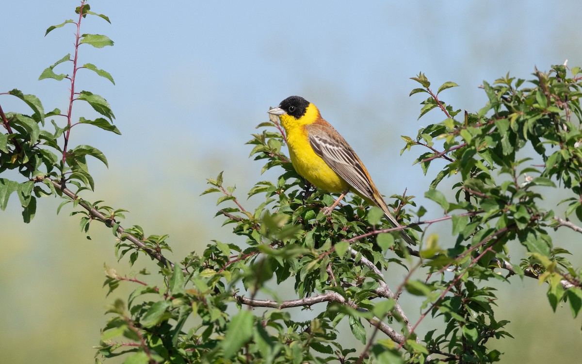 Escribano Cabecinegro - ML646444440