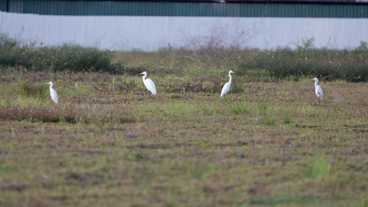 Medium Egret - ML646444447