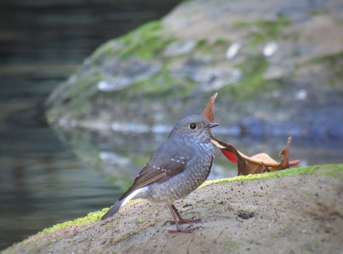Plumbeous Redstart - ML646444448