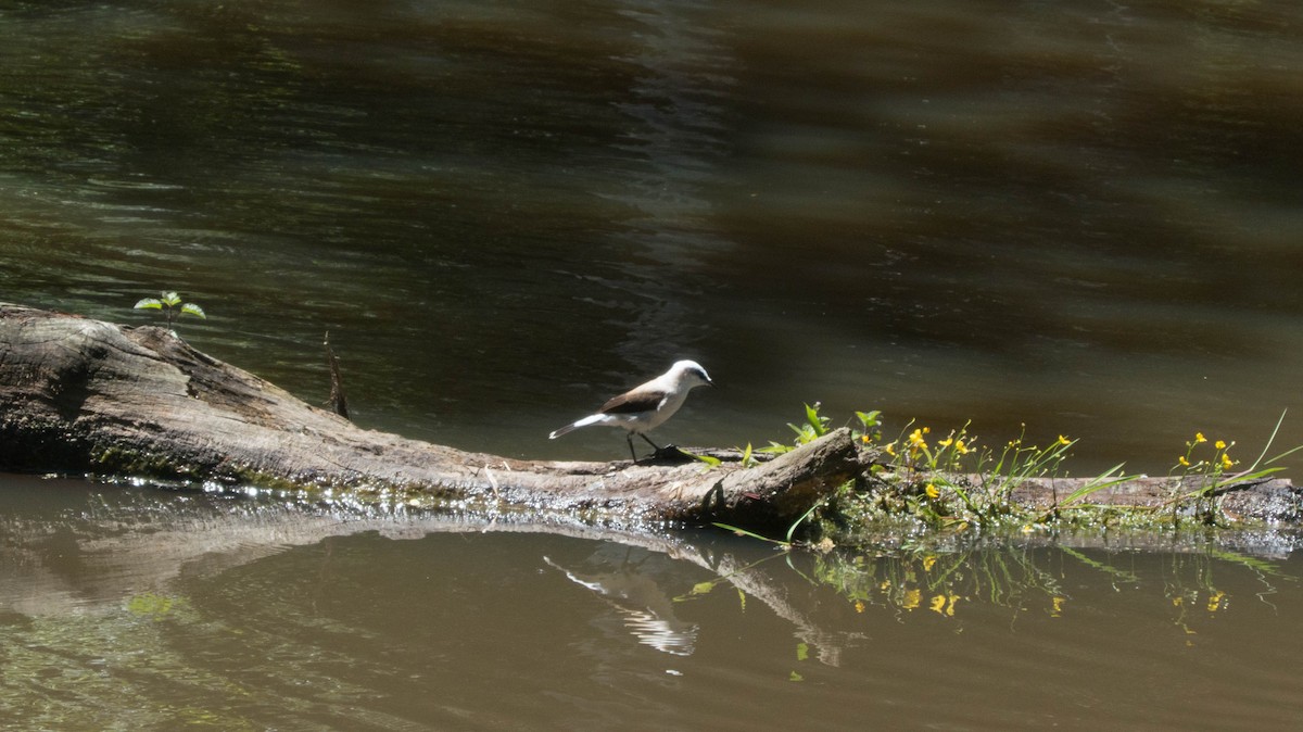 Masked Water-Tyrant - ML646444449