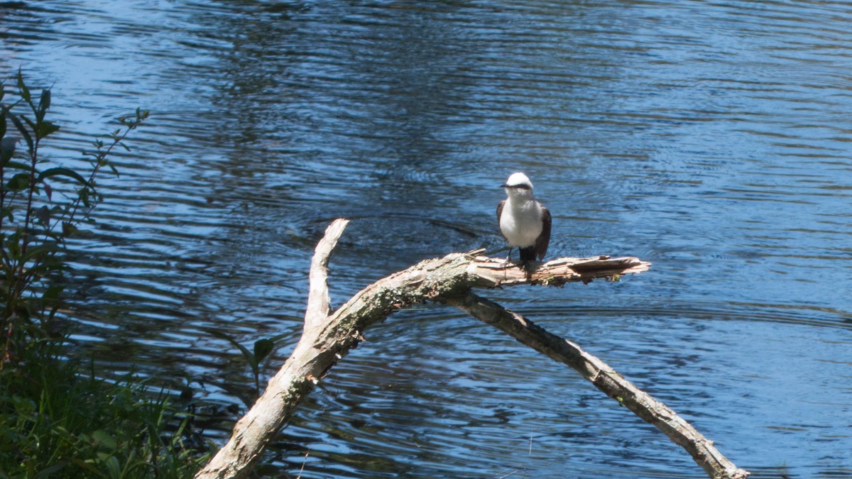 Masked Water-Tyrant - ML646444450