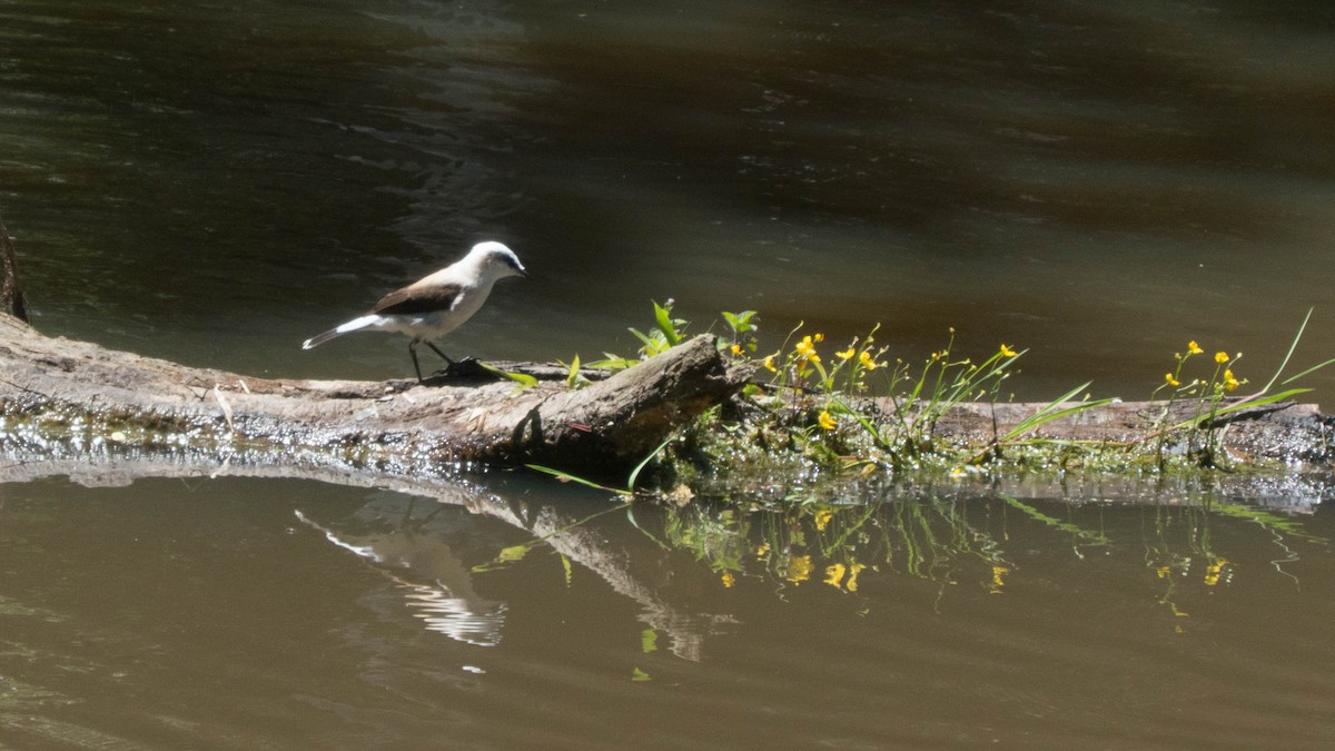 Masked Water-Tyrant - ML646444451