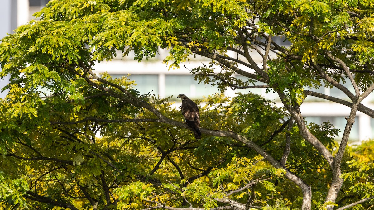 Oriental Honey-buzzard - ML646444456