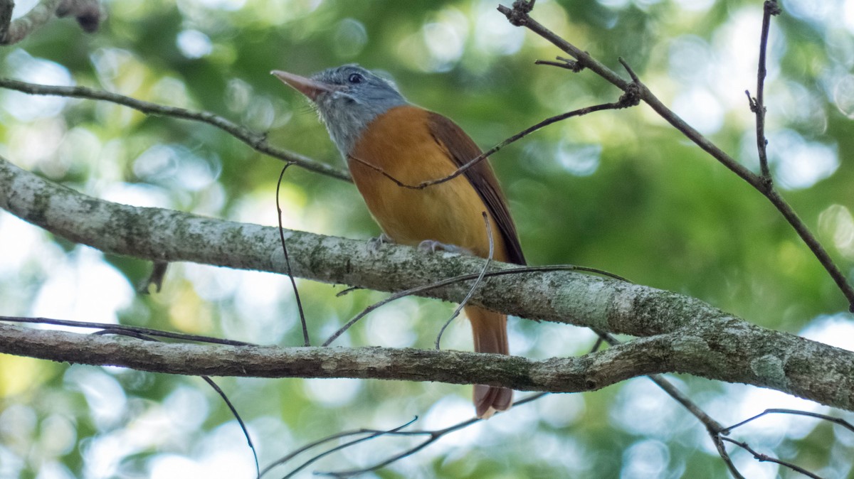 Gray-hooded Attila - ML646444457