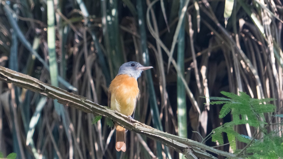 Gray-hooded Attila - ML646444458