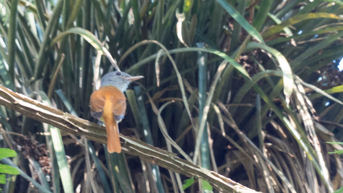 Gray-hooded Attila - ML646444459