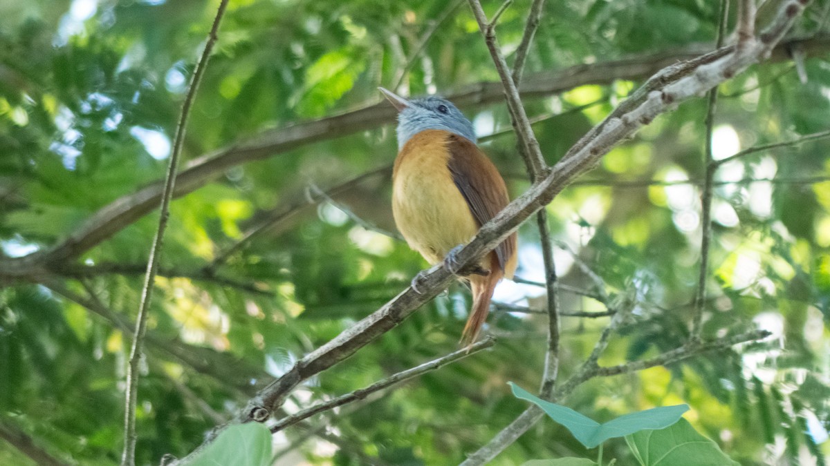 Gray-hooded Attila - ML646444460