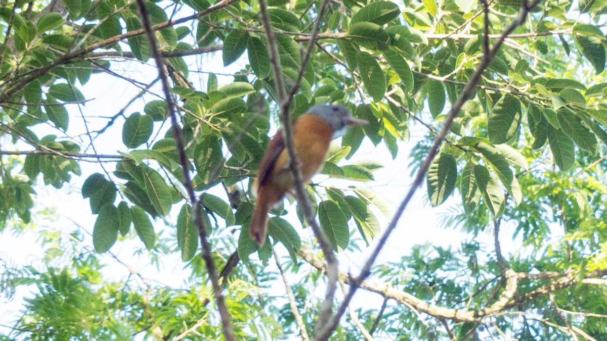 Gray-hooded Attila - ML646444461