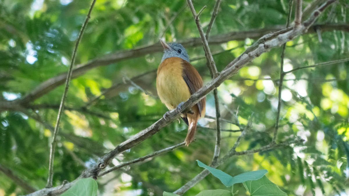 Gray-hooded Attila - ML646444462