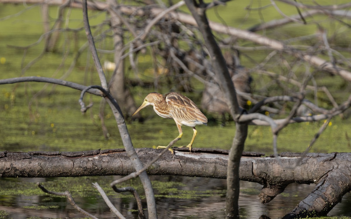 Yellow Bittern - ML646444463