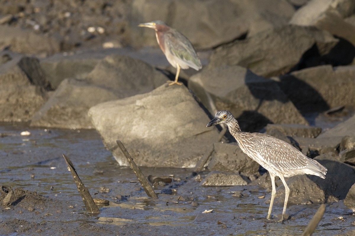 kvakoš žlutočelý - ML646444465