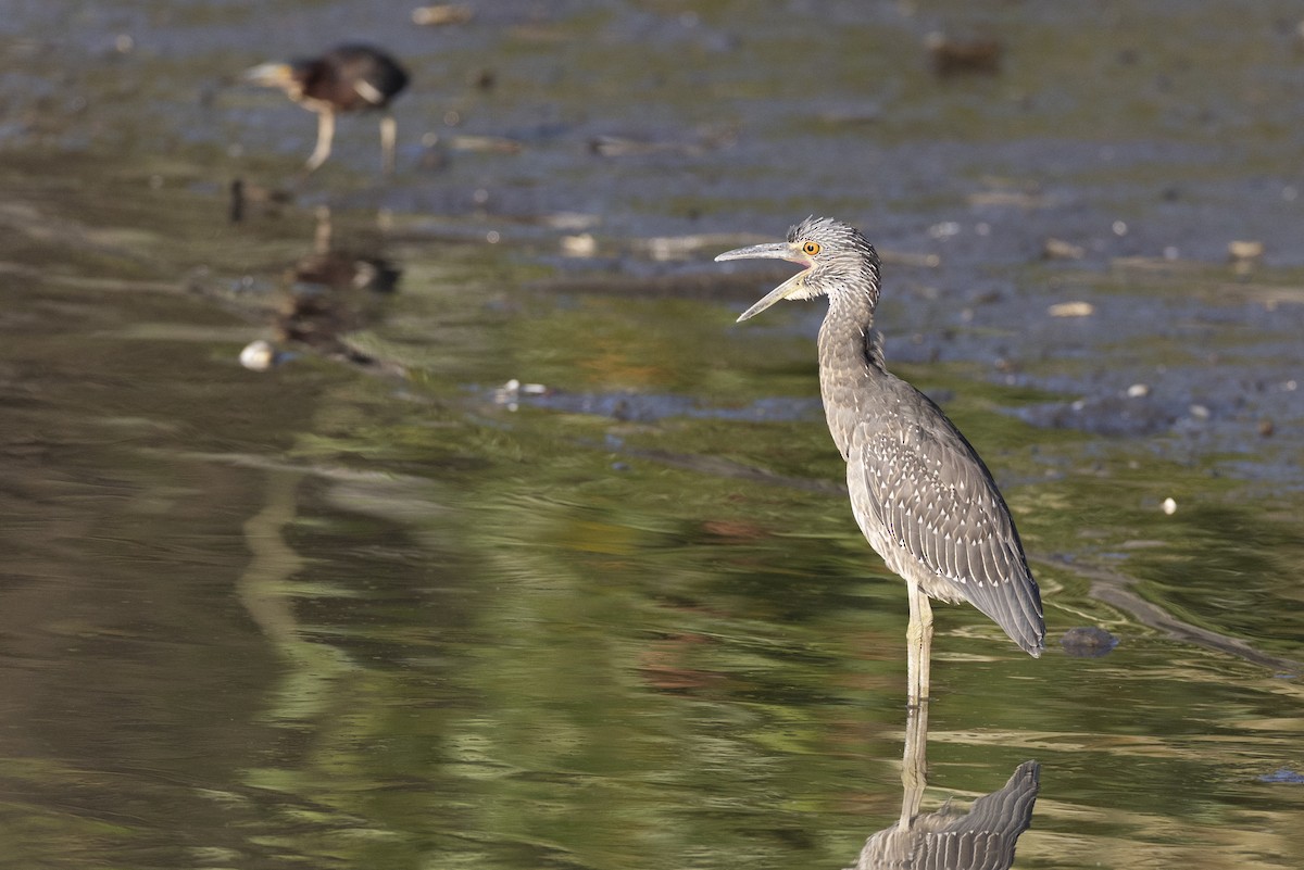 kvakoš žlutočelý - ML646444466