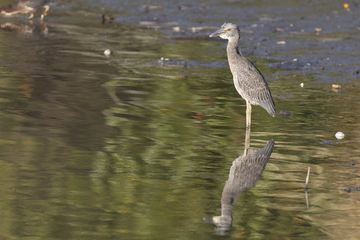 kvakoš žlutočelý - ML646444467