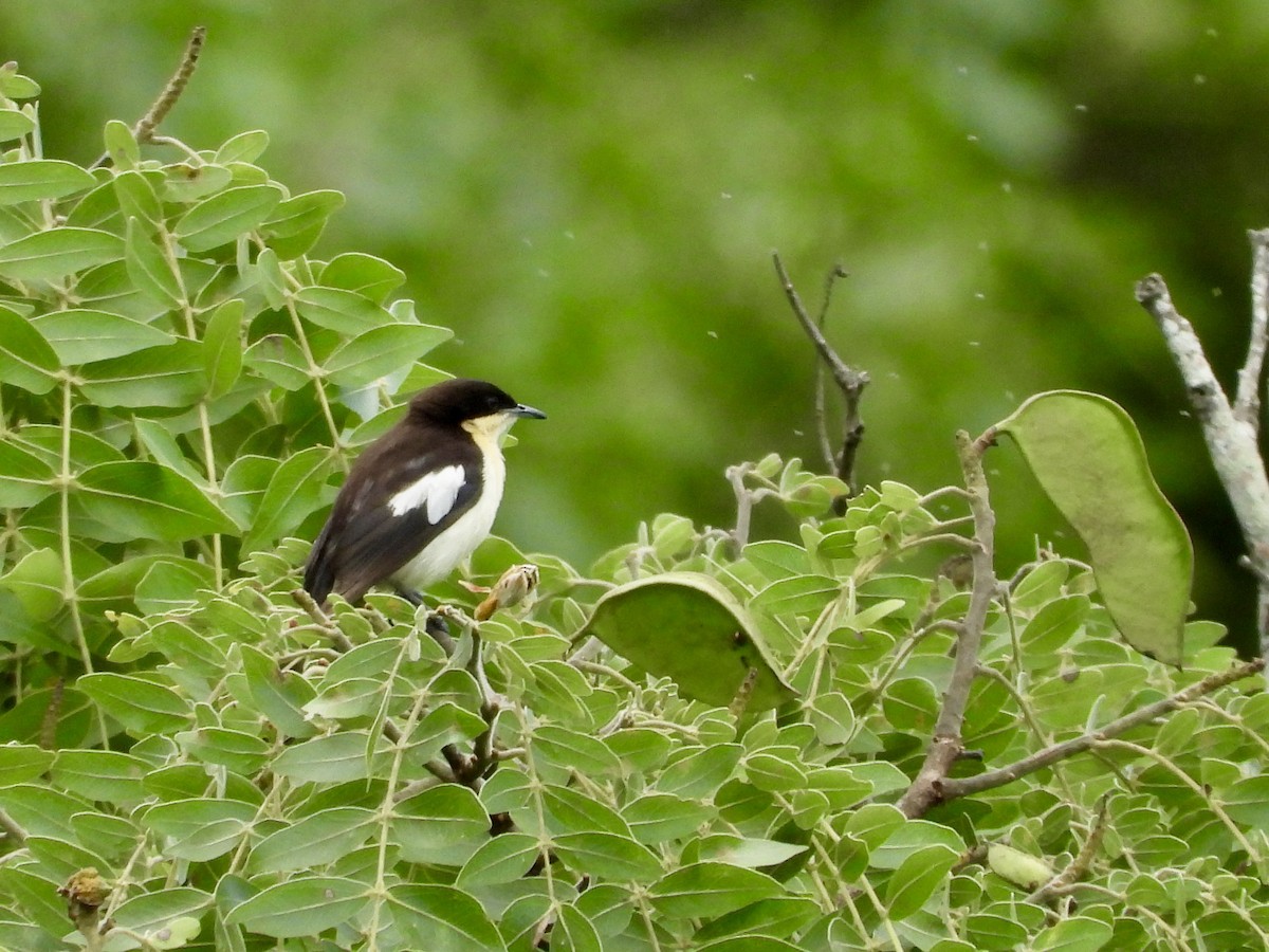 Southern Hyliota - ML646444468